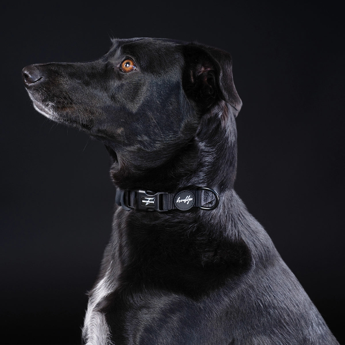Brooklyn® Featherlight Dog Collar