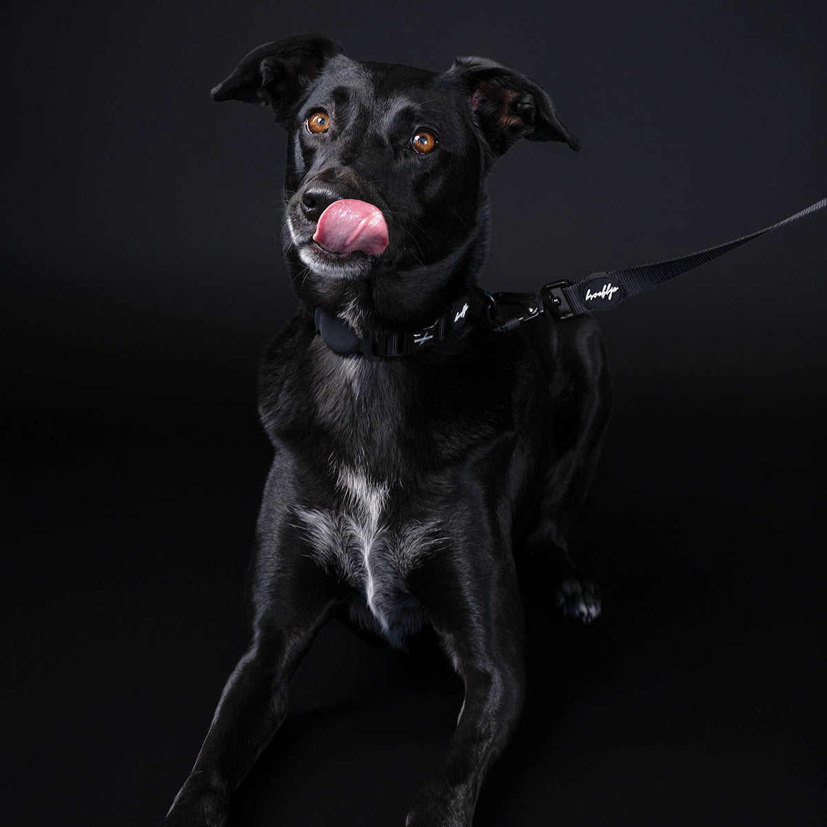 Brooklyn® Featherlight Dog Collar