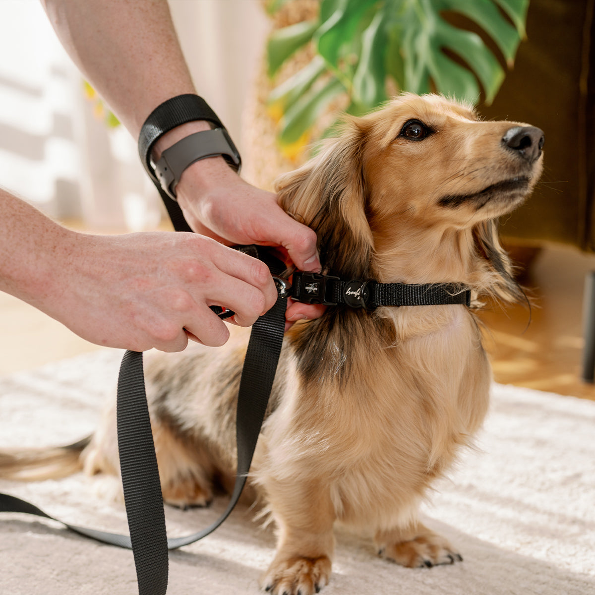 Brooklyn® Featherlight Dog Leash