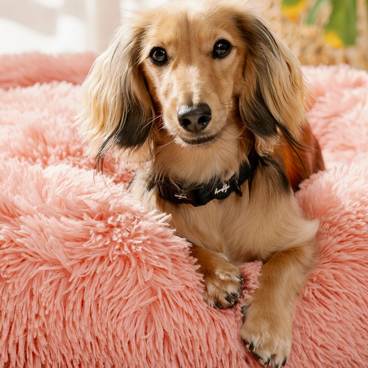 Brooklyn® Featherlight Dog Collar