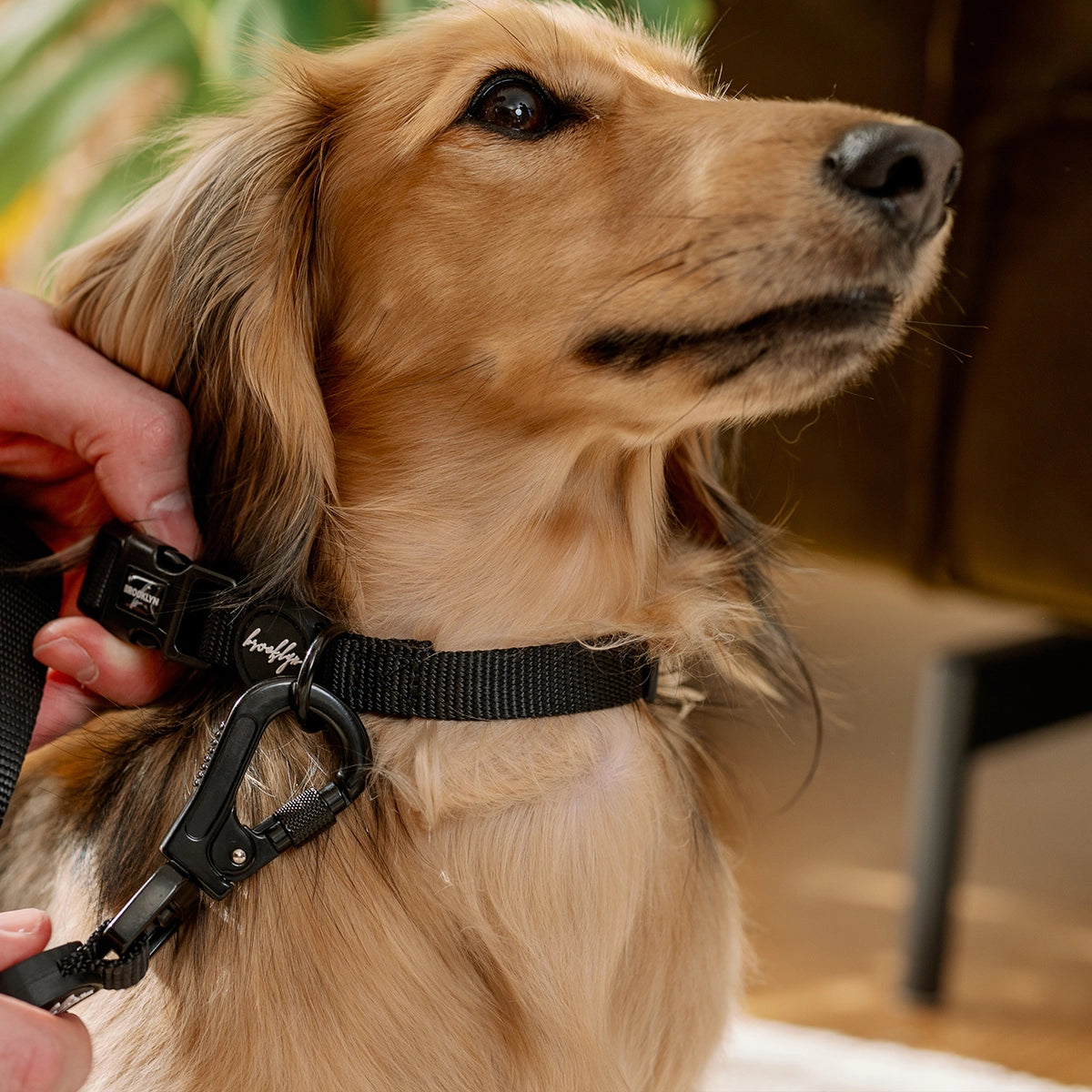 Brooklyn® Featherlight Dog Collar