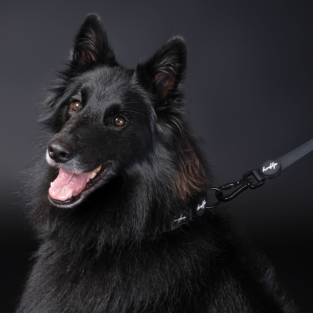 Brooklyn® Featherlight Dog Leash