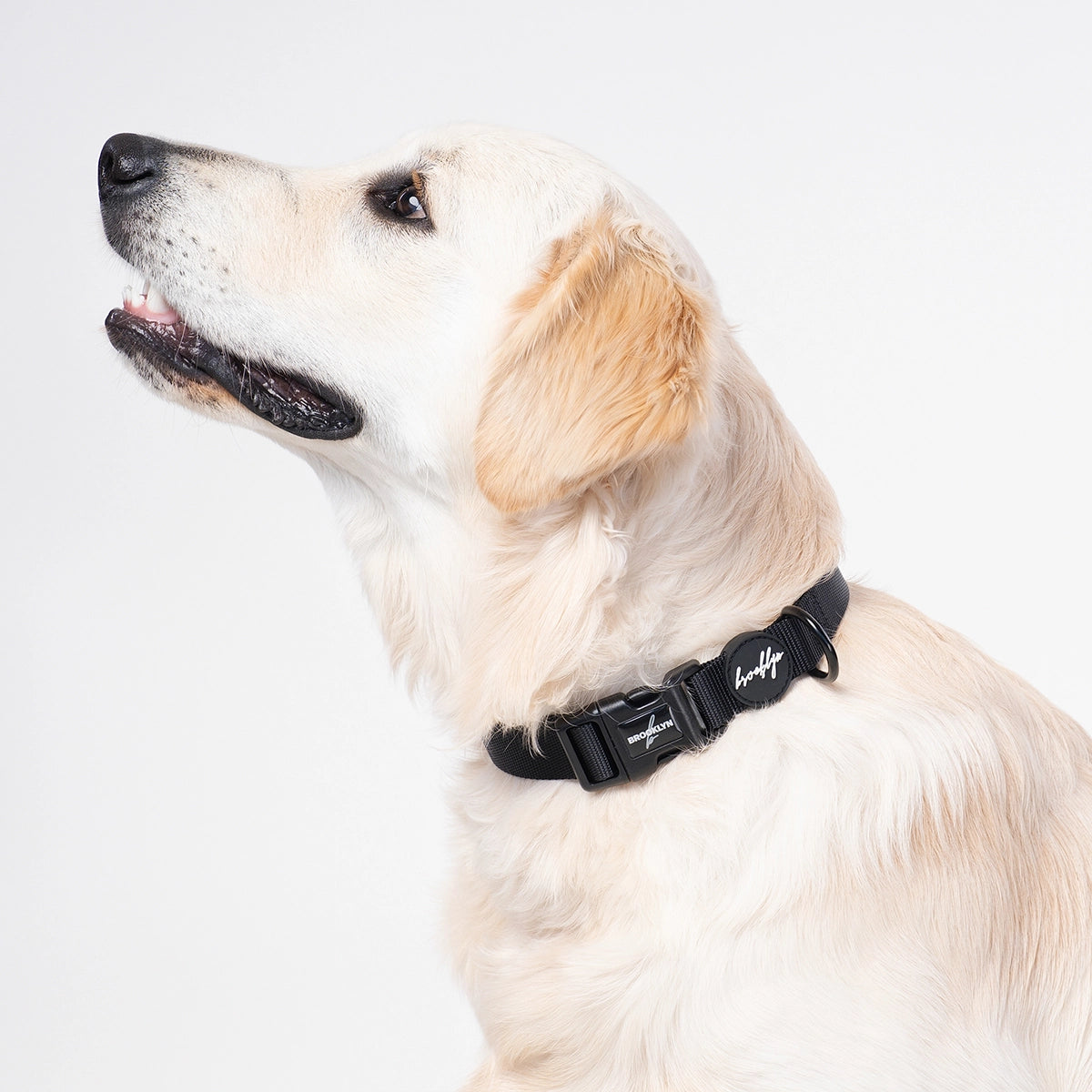 Brooklyn® Featherlight Dog Collar