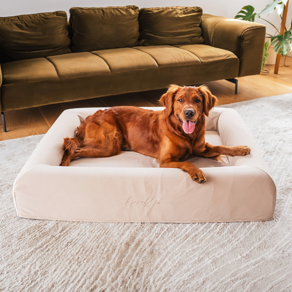 Red Golden Retriever lying on the Ortho Pro dog bed in Sand in front of a sofa