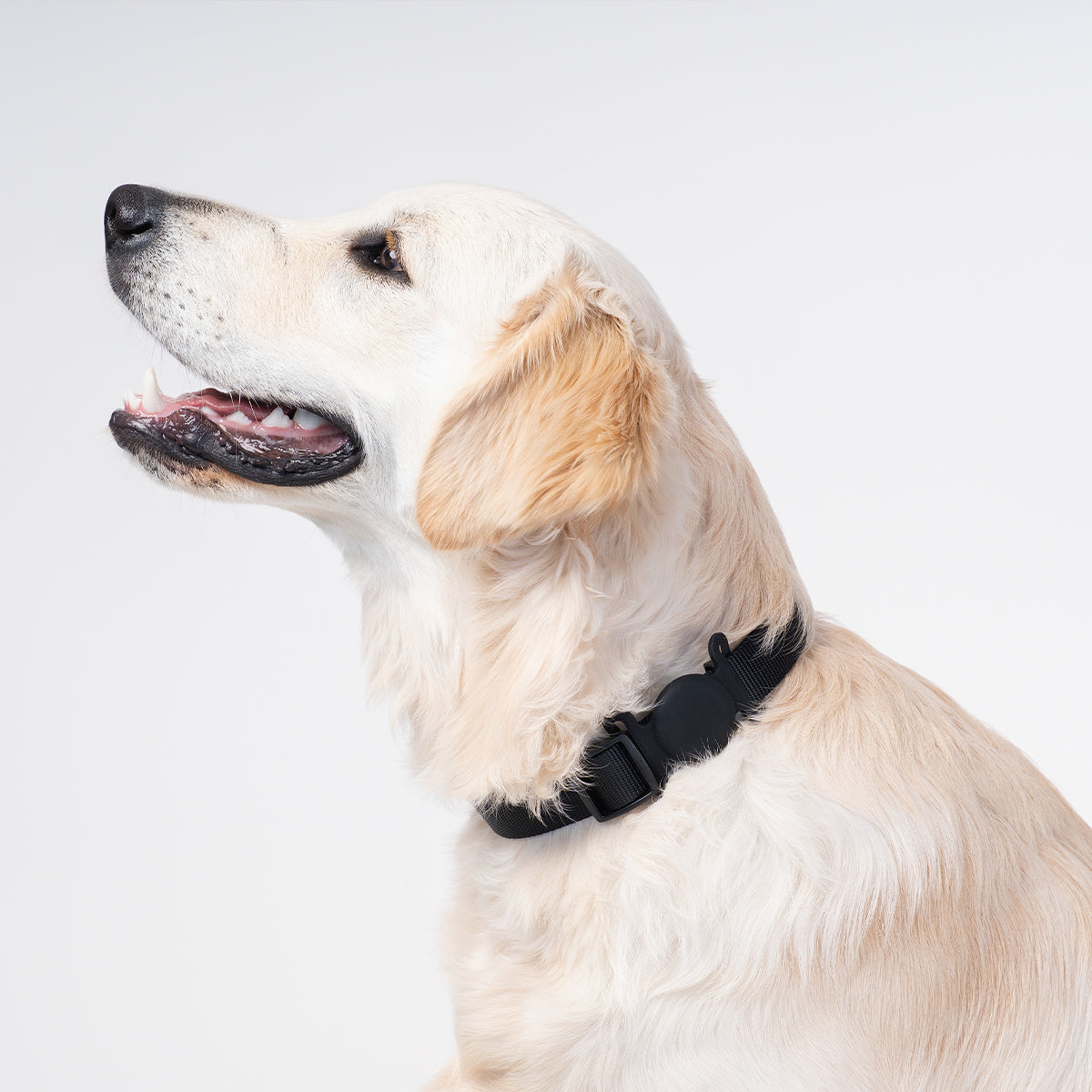 Brooklyn® AirTag Holder for Collars