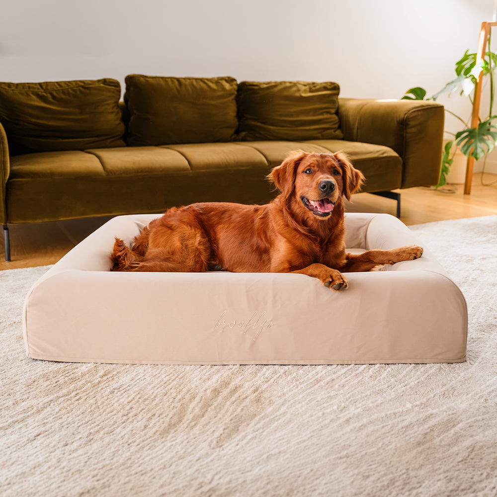 Red Golden Retriever lying in the Sand Ortho Pro memory foam dog bed in front of a green velvet sofa