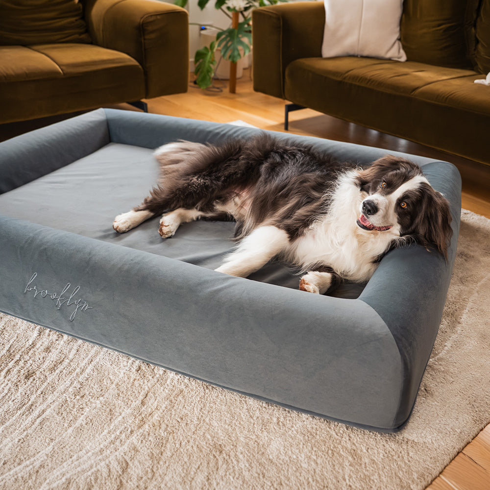 Border Collie stretched out on its side in the Chalk Grey Ortho Pro orthopaedic dog bed