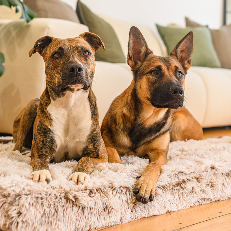 Brooklyn® Memory Foam Bed